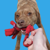 3-In-1 Enrichment Tube For Dogs - Tug Toy, Treat Dispenser & Snuffle Ball - Orange