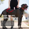 Canny Colossus No-Pull Dog Head Collar Gentle & Humane Leash Training Aid